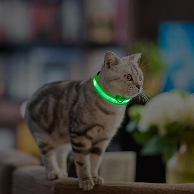 Pet LED Light Up Collar