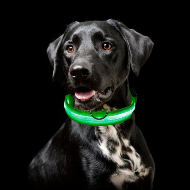 Pet LED Light Up Collar