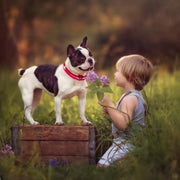 Pet LED Light Up Collar