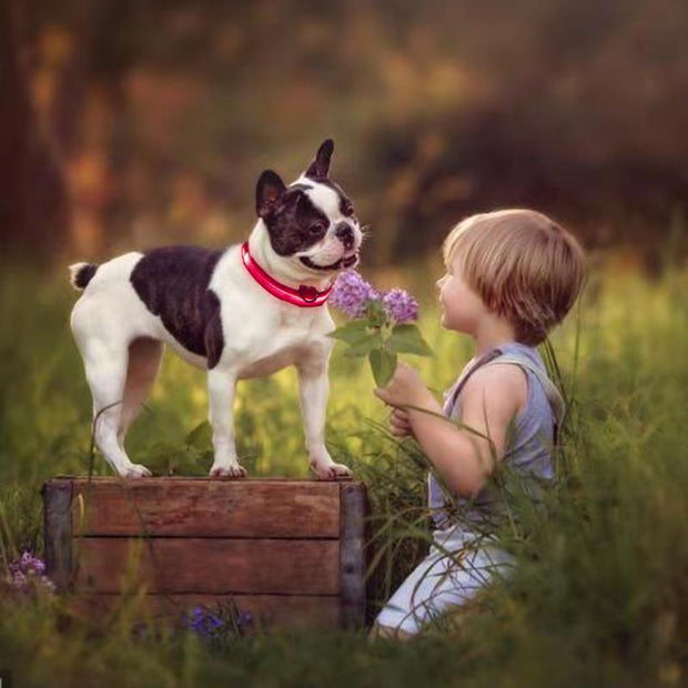 Pet LED Light Up Collar