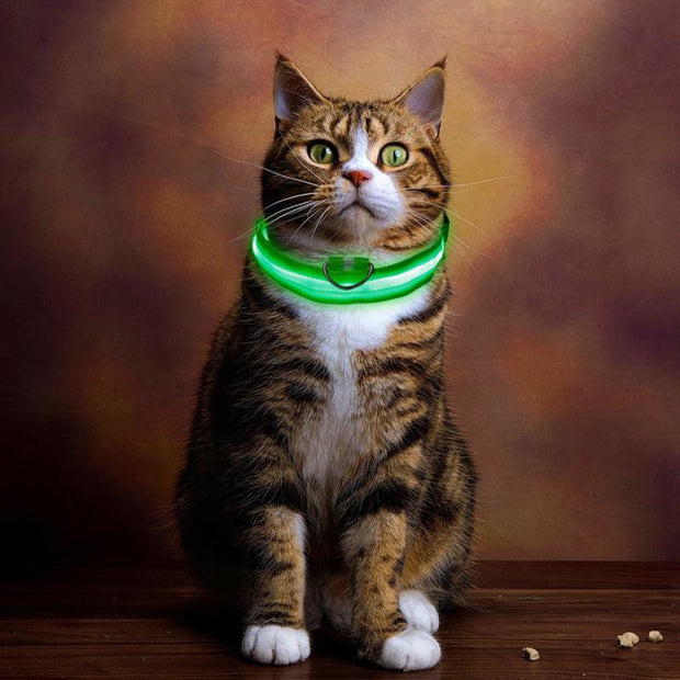 Pet LED Light Up Collar